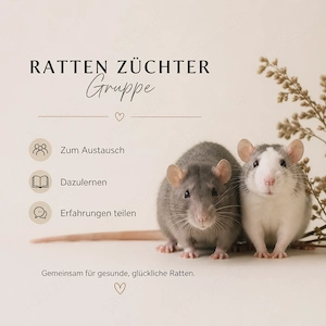 Ratten Züchter WhatsApp Gruppe Chat Farbratten Zucht Haltung Genetik