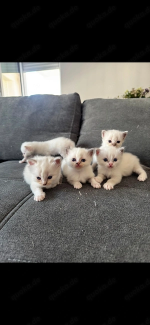 Heilige Birma Kitten