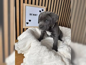Cane Corso welpen reinrassige mit Stammbaum 