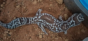 Afrikanische Fettschwanz Geckos Hemitheconyx caudicinctus Proven Breeder Pair