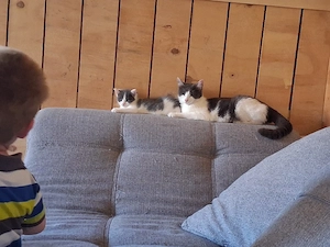 Katze plus kitte 