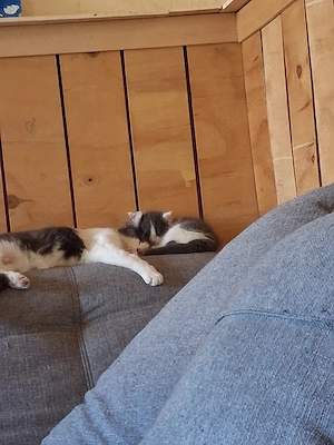 kitte zu verkaufen   wieder frei 