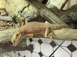 Bartagame. Geschlecht unbekannt. 