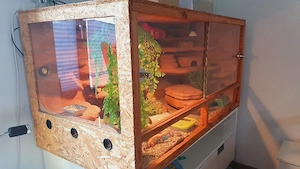 4 Leopardgeckos mit Terrarium