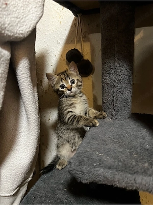 **5 süße weibliche Kitten zu verkaufen   **