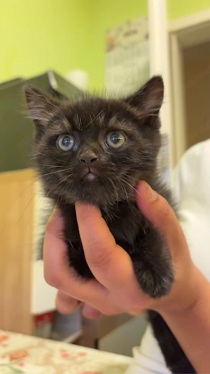 sehr süße bkh kitten nur noch 2babys da!!!!