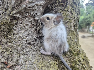 Junge Degus zu vergeben!