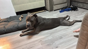American Stafford Terrier