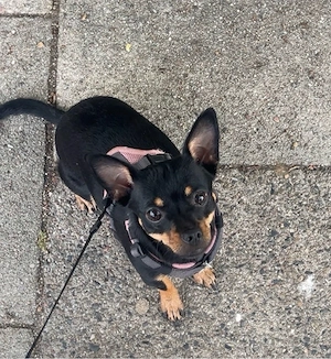 Pinscher Hündin sehr lieb sucht ihr zuhause 
