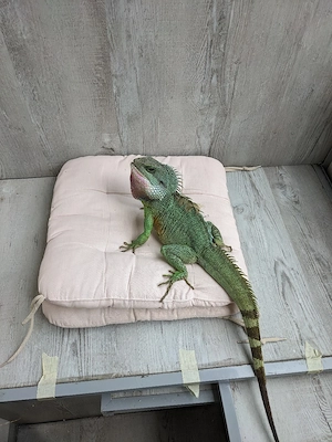 wasseragamen Männchen zu verkaufen