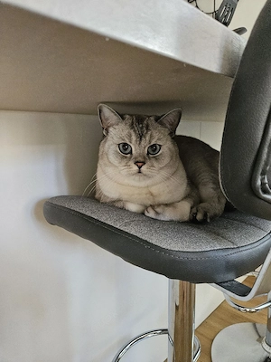 Leo sucht neues Zuhause