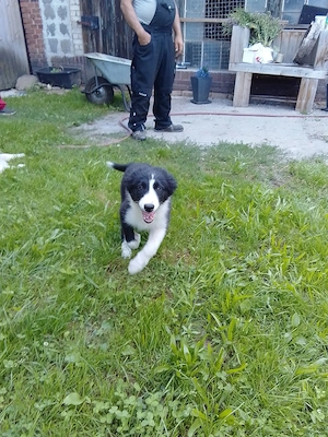 Border Collie Welpe