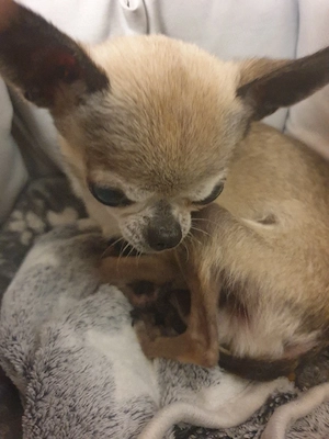 Biete Traumplatz Chihuahua mit Handicap 
