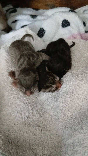 Kitten suchen ab 12.10.2026 liebevolles zuhause 