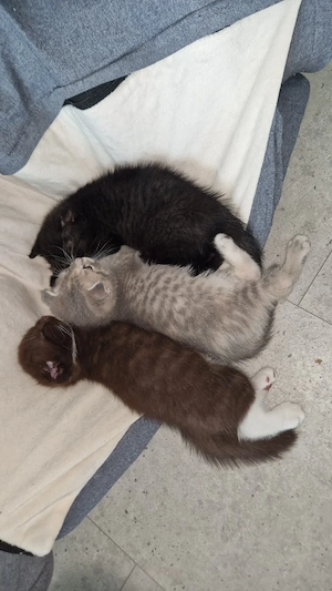 3 süße bkh ragdoll mix kitten
