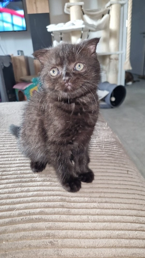 dunkelbraunes kitten mädchen sucht ab sofort
