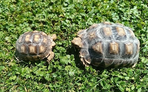 Sulcata   Spornschildkröte   2 Tiere (2004 und 2005) abzugeben