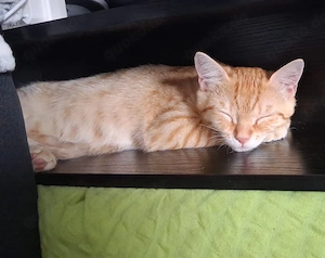 Rote  katze