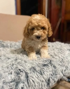 Maltipoo-Welpen