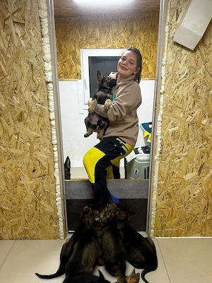 Deutsche Schäferhund-Welpen suchen ein Zuhause