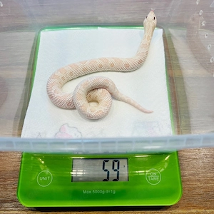 0.1 Heterodon nasicus Yeti