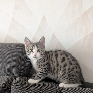 Zwei süße Britisch-Kurzhaar-Mix Kater suchen ein liebevolles Zuhause 