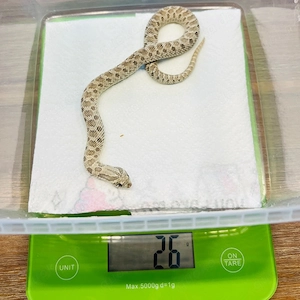 1.0 Heterodon nasicus Axanthic het Sable