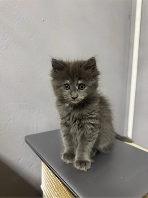 Maine coon Kitten