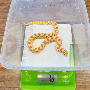 1.0 Heterodon nasicus Extrem Red Albino