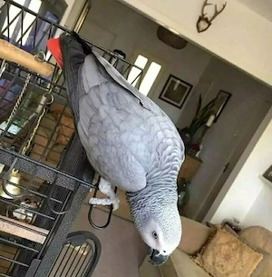African Grey Parrot for sale 