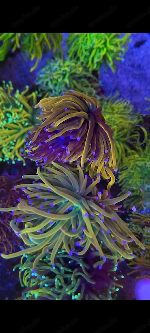 Verschiedene Euphyllia Korallen (Nachzuchten) 