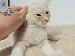    Britisch Langhaar Kater "Scampi" sucht sein Für-immer-Zuhause   