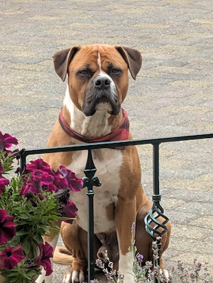 Lieber Boxer Mix sucht neuen Wirkungskreis 