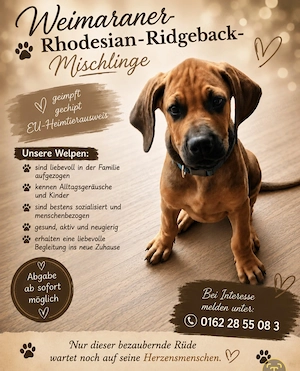 Rhodesian Ridgeback Weimaraner Mischlings Welpen