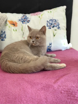 Britisch katze W M Bild 3