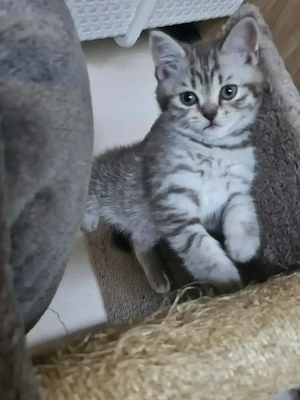 Bkh kitten 