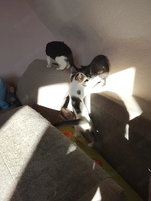 ich muss mich auch leider von 4katzenkinder trennen 