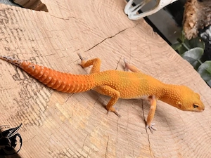 Mandarin Blood Black Night Leopardgecko 