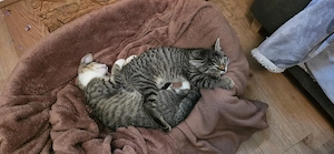 Kartäuser mix katzenbabys