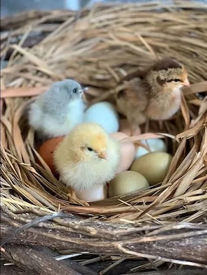 Küken grünleger Araucana Ameraucana Blumenhuhn Silverudds