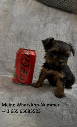 Yorkshire-Terrier-Welpen