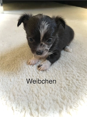 Chihuahua Welpen