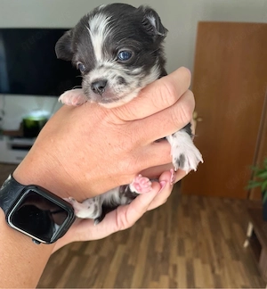 Chihuahua Welpen 