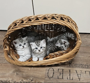 BKH Kitten Black Silver Shaded Point