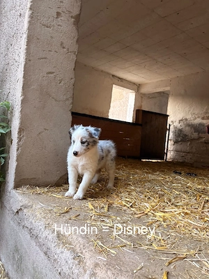 5 Welpen suchen 5* Zuhause 
