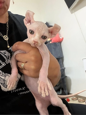 Sphynx kitten weiblinchen