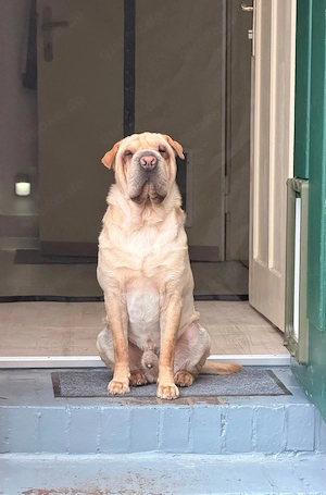 Mischlingshund abzugeben 
