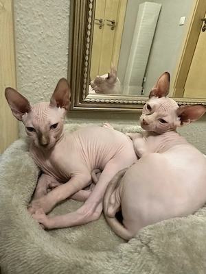 Zwei liebe Sphynx-Kitten  