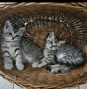 BKH Kitten Black Silver Shaded Point