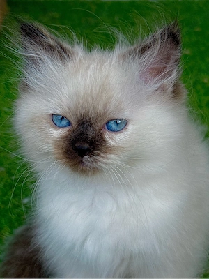 ragdoll  birma mix kitten kätzchen 